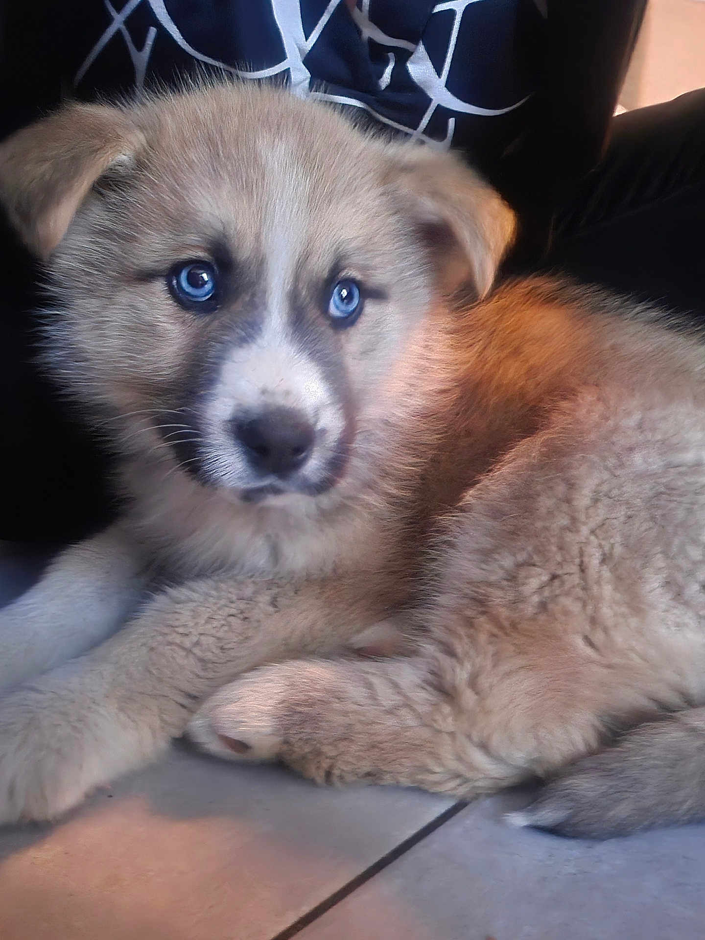 Milo participe au concours pour gagner de l'argent avec cette photo : dog, puppy, blue_eyes, fluffy_fur, pet, indoor, tile_floor, closeup, portrait, cute, paws, whiskers, snout, ears, young, sitting, looking_at_camera, fur_texture, muzzle, companion