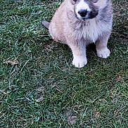 Milo participe au concours pour gagner de l'argent avec cette photo : puppy, dog, blue_eyes, fur, grass, outdoor, sitting, cute, animal, pet, young, portrait, face, muzzle, paw, grassy_field, companion, playful, domestic_animal, eye_contact