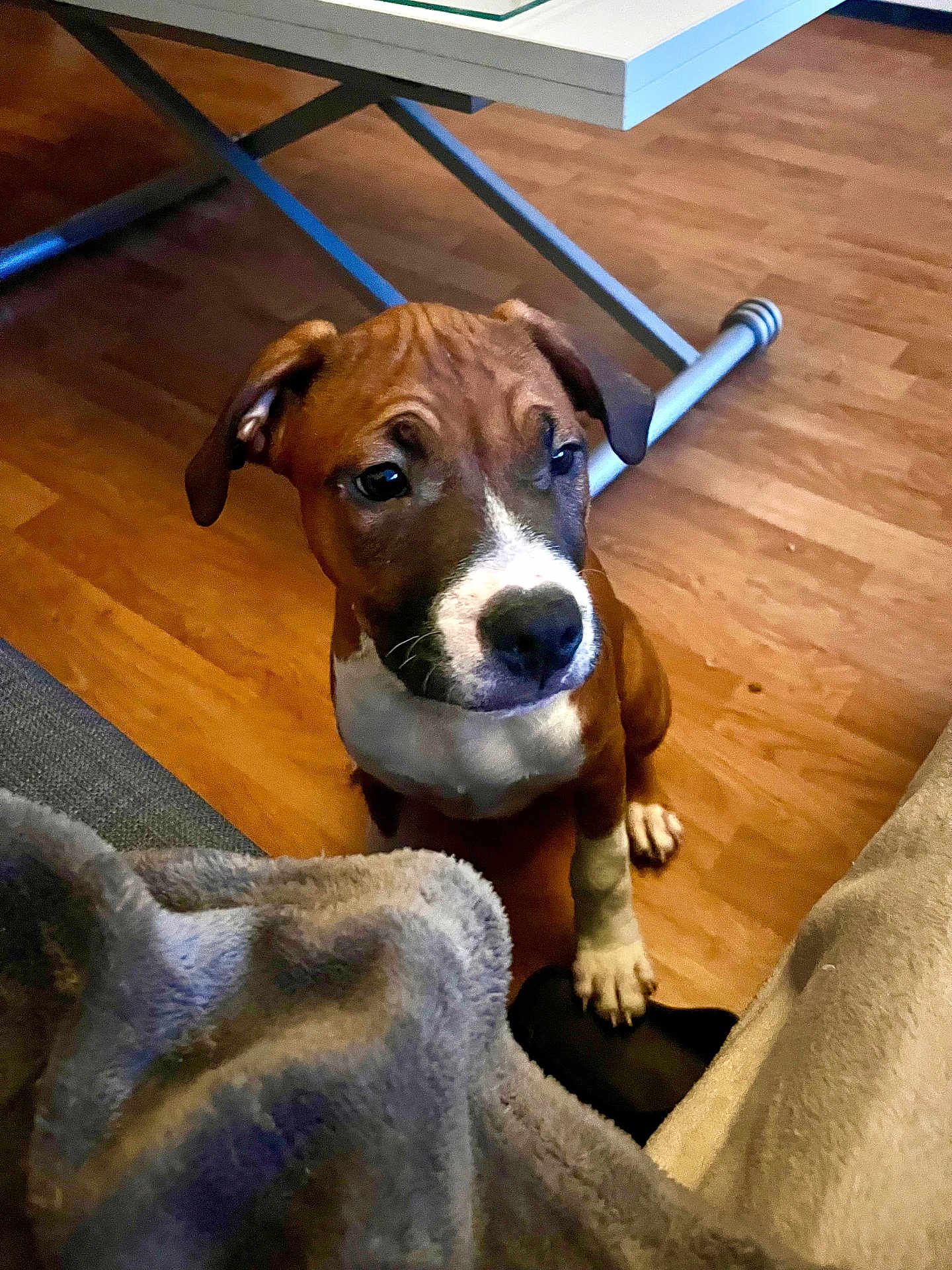 Loki participe au concours pour gagner de l'argent avec cette photo : puppy, dog, brown, white, floor, wooden_floor, indoor, blanket, slipper, table_leg, pet, cute, young_dog, paw, sitting, cozy, animal, domestic, companion, young