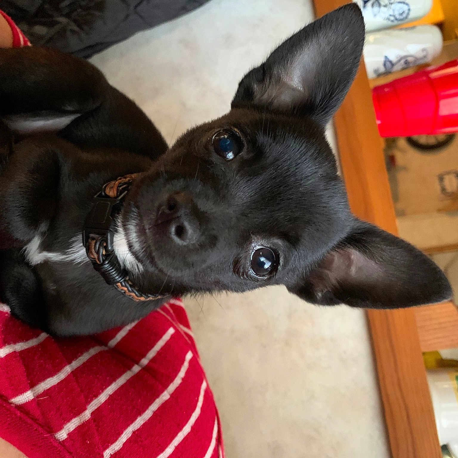 Trip is registered to the contest to win money with this photo: canidae, carmine, carnivore, collar, companion_dog, dog, dog_breed, dog_collar, dog_supply, ear, fashion_accessory, fawn, fur, non_sporting_group, pet_supply, snout, sporting_group, whiskers, working_animal