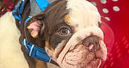 Tony Tony Chopper is registered to the contest to win money with this photo: puppy, english_bulldog, dog, pet, harness, blue_harness, red_basket, plastic_basket, cushion, brown_and_white, cute, animal, young, indoors, looking_up, wrinkled_face, closeup, ears, snout, floor