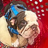 puppy, english_bulldog, dog, pet, harness, blue_harness, red_basket, plastic_basket, cushion, brown_and_white, cute, animal, young, indoors, looking_up, wrinkled_face, closeup, ears, snout, floor