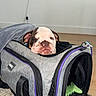 Tony Tony Chopper is registered to the contest to win money with this photo: bulldog, puppy, pet_carrier, indoor, floor, wall, dog, animal, cute, pet, snug, gray, purple, zipper, face, ears, nose, fur, head, carpet