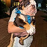 Tony Tony Chopper is registered to the contest to win money with this photo: dog, puppy, bulldog, blue_harness, person, arm, night, street, brick_pavement, sidewalk, outdoor, casual_clothing, shorts, holding, pet, animal, closeup, face, fur, ears