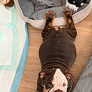 Tony Tony Chopper joined the competition — help win amazing prizes! bulldog, puppy, dog, floor, wood_floor, dog_bed, plush_toy, black_toy, toy_monkey, pet, animal, paw, wrinkles, cute, indoor, laying_down, looking_up, pet_bed, brown, white