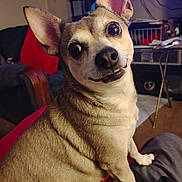 Pedro is registered to the contest to win money with this photo: dog, pet, indoor, cozy, ears, fur, animal, cute, looking, side_view, home, couch, furniture, expression, mammal, friendly, companion, closeup, sitting, domestic