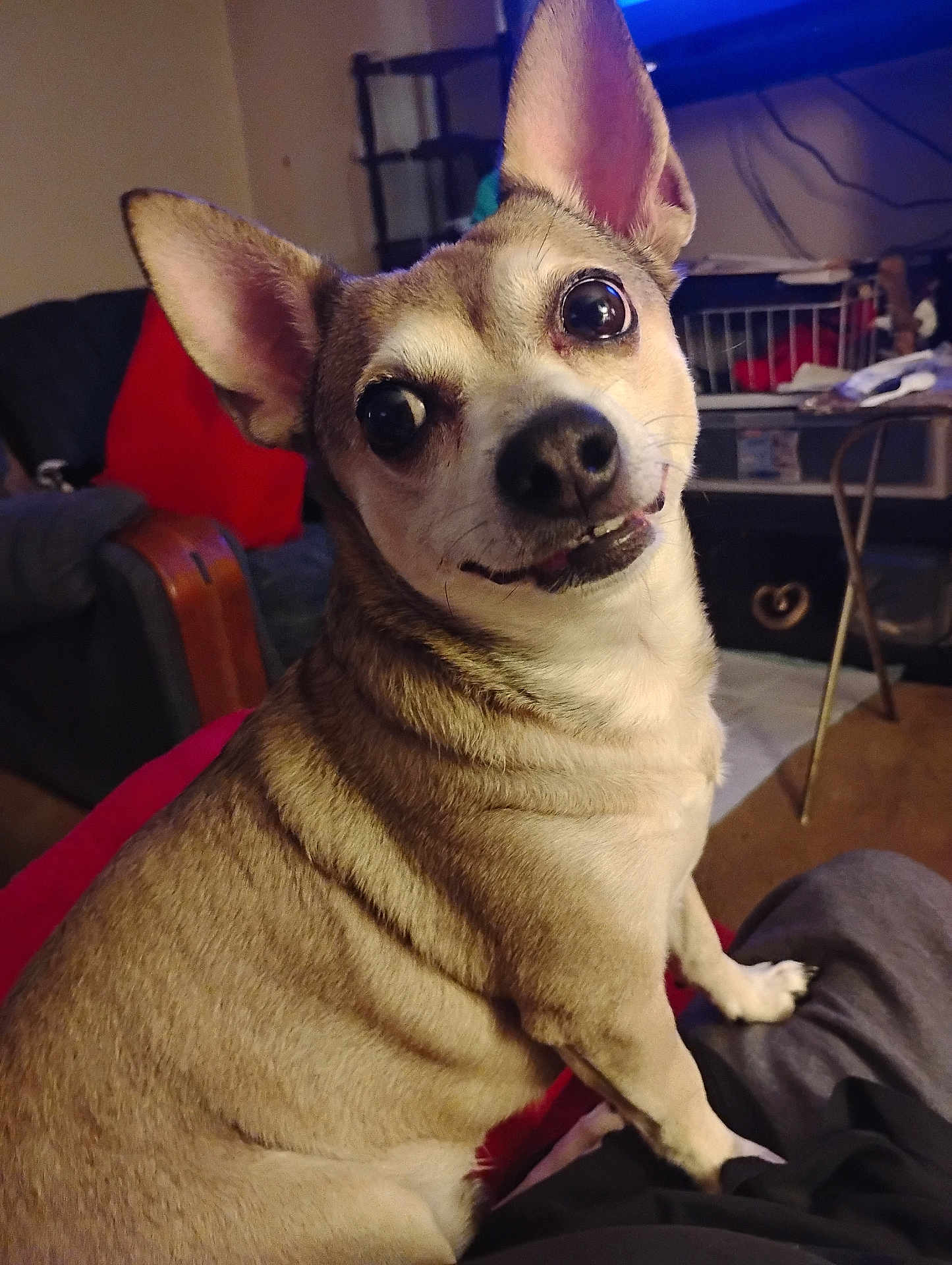 Pedro