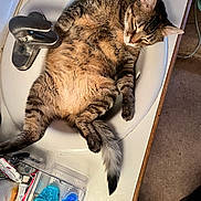Scrambles joined the competition — help win amazing prizes! cat, tabby, sink, bathroom, relaxed, sleeping, feline, fur, domestic_animal, pet, whiskers, paw, tail, countertop, faucet, toiletries, container, floor, household, indoor