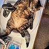 cat, tabby, sink, bathroom, relaxed, sleeping, feline, fur, domestic_animal, pet, whiskers, paw, tail, countertop, faucet, toiletries, container, floor, household, indoor