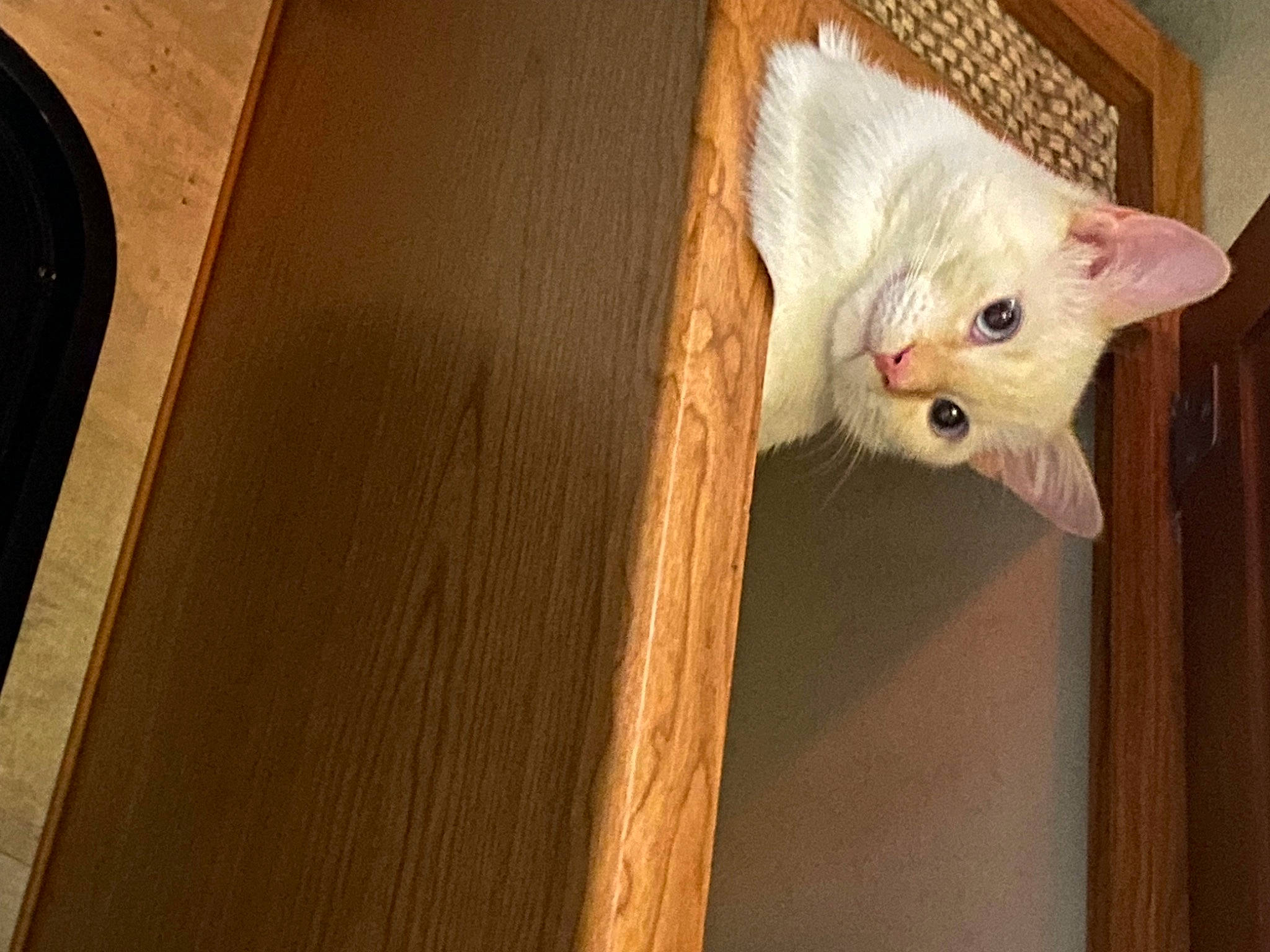 Niko is registered to the contest to win money with this photo: carnivore, cat, domestic_short_haired_cat, fawn, felidae, flooring, fur, hardwood, pattern, plant, plywood, room, small_to_medium_sized_cats, snout, tail, varnish, whiskers, window, wood, wood_stain