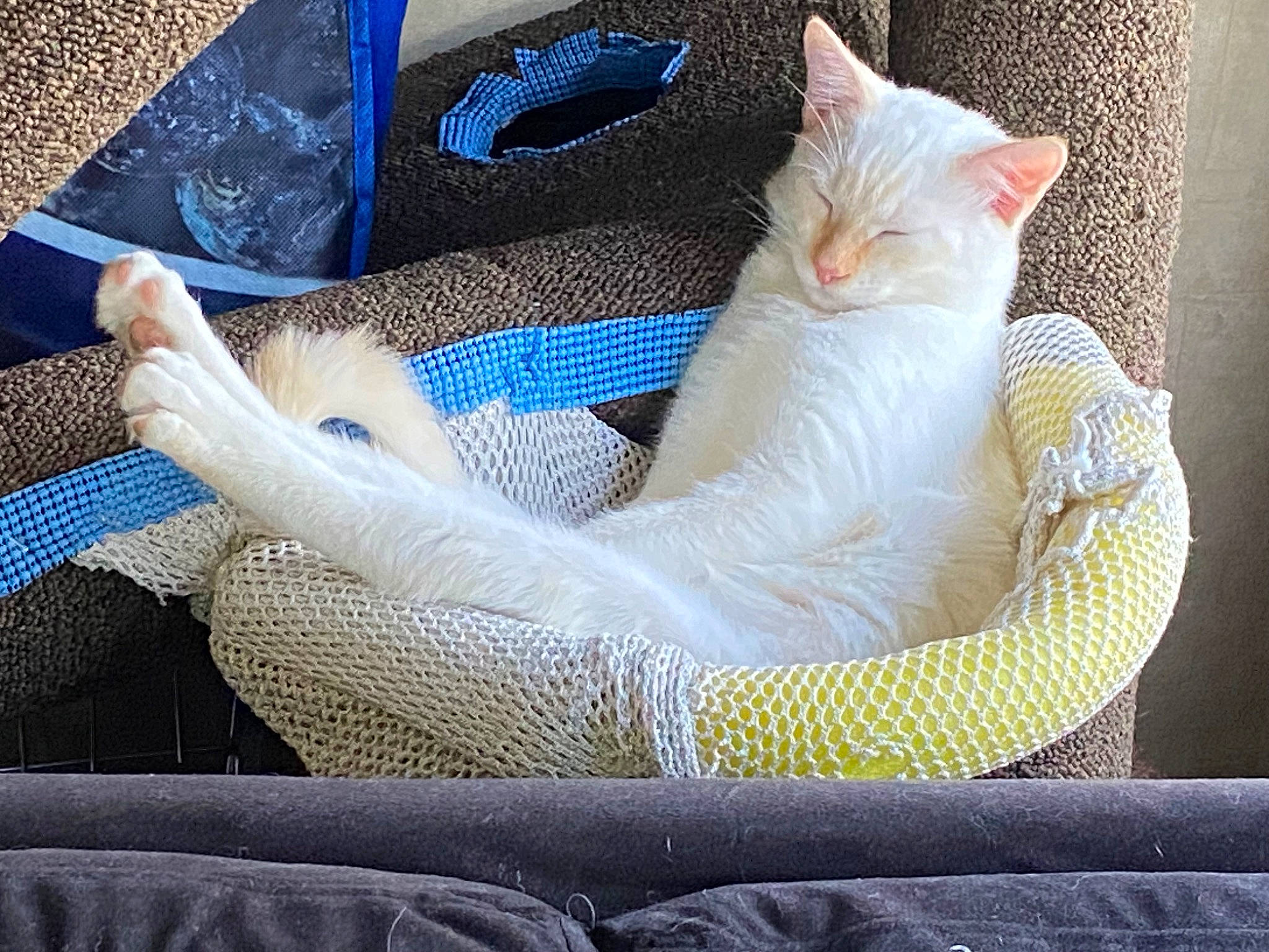 Niko joined the competition — help win amazing prizes! bag, carnivore, cat, cat_bed, cat_supply, comfort, domestic_short_haired_cat, electric_blue, fawn, felidae, foot, human_leg, lap, linens, nap, paw, pet_supply, small_to_medium_sized_cats, tail, whiskers