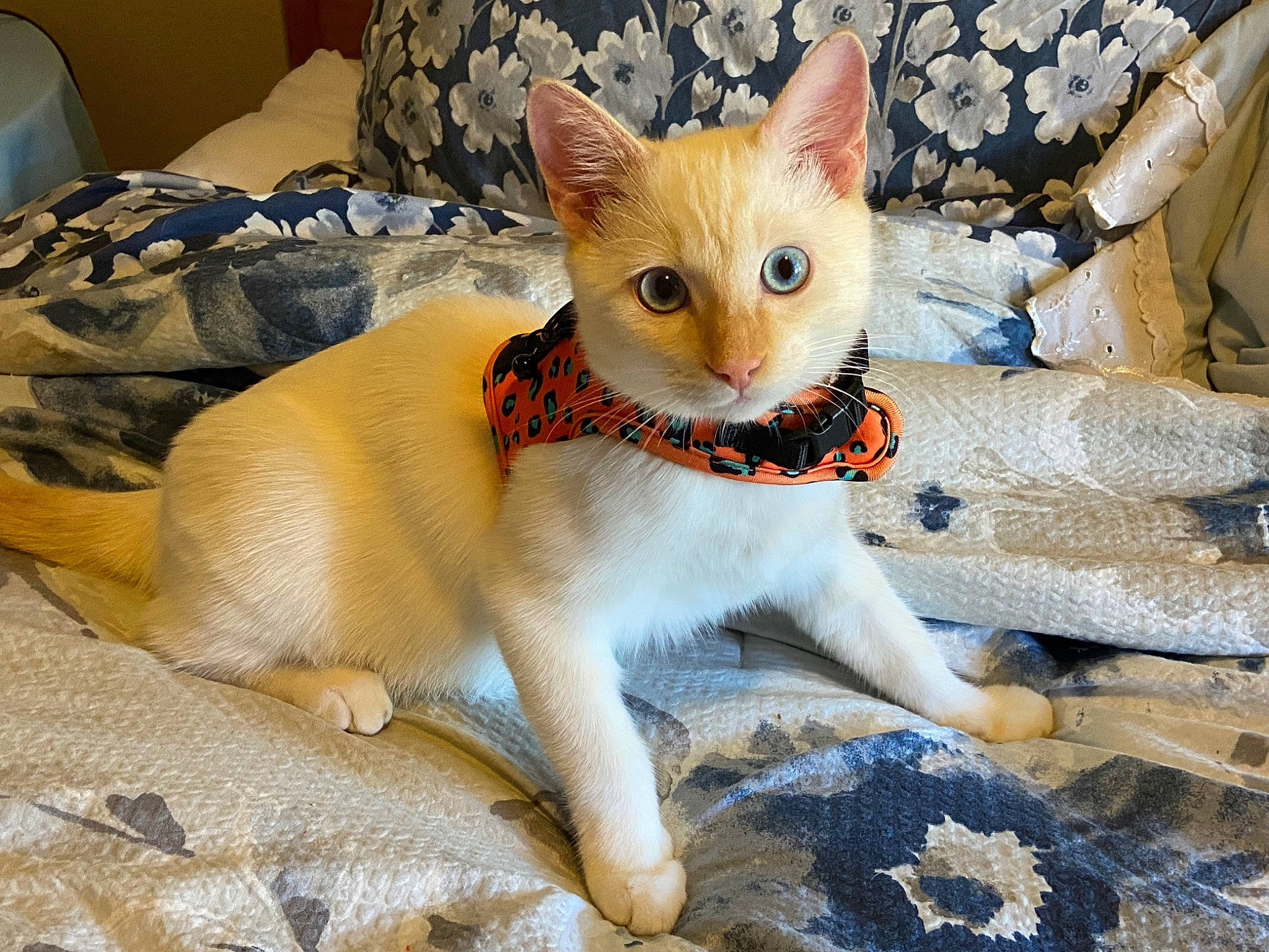 Niko joined the competition — help win amazing prizes! carnivore, cat, cat_supply, claw, comfort, domestic_short_haired_cat, fawn, felidae, fur, paw, pet_supply, small_to_medium_sized_cats, snout, tail, terrestrial_animal, whiskers