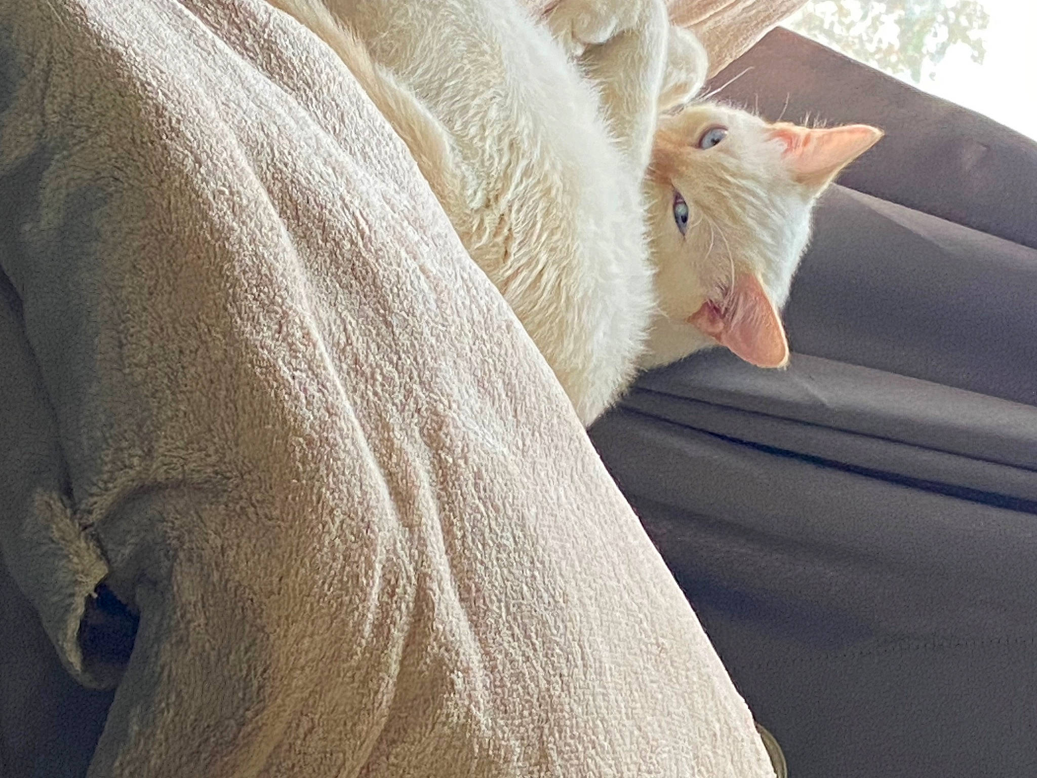 Niko is registered to the contest to win money with this photo: carnivore, cat, comfort, eyelash, fawn, felidae, fur, human_leg, linens, paw, sleeve, small_to_medium_sized_cats, snout, tail, tree, whiskers, window, wood, wool, woven_fabric