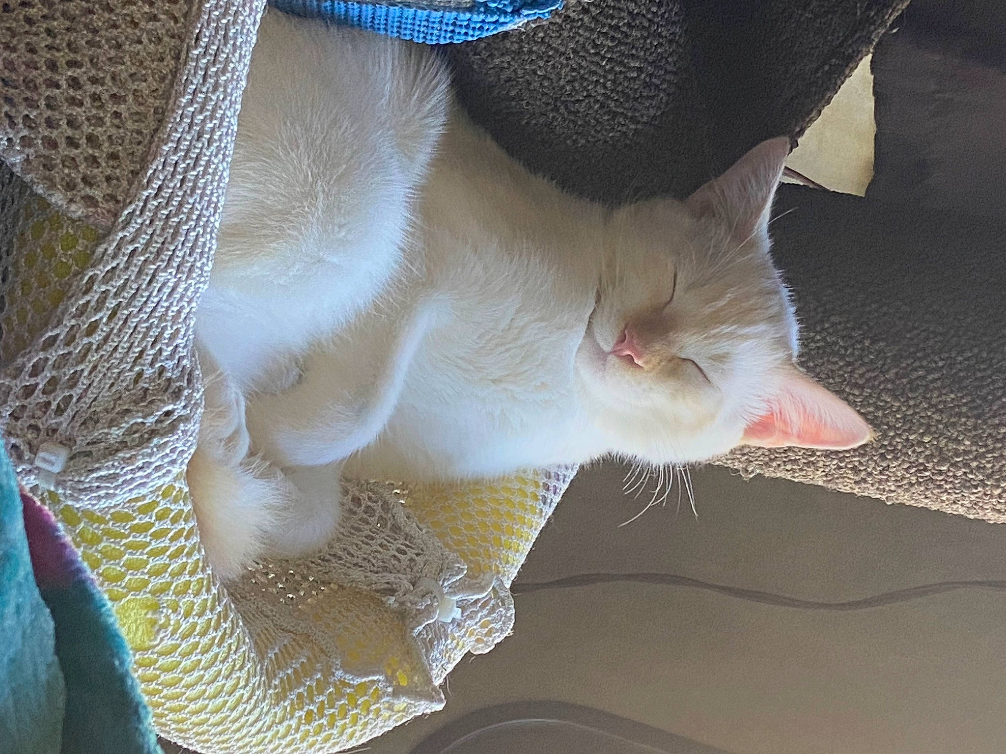 Niko is registered to the contest to win money with this photo: abdomen, bridal_accessory, cat, chest, claw, domestic_short_haired_cat, fashion_accessory, fawn, felidae, foot, fur, human_leg, linens, mesh, nail, pattern, small_to_medium_sized_cats, tail, thread, whiskers