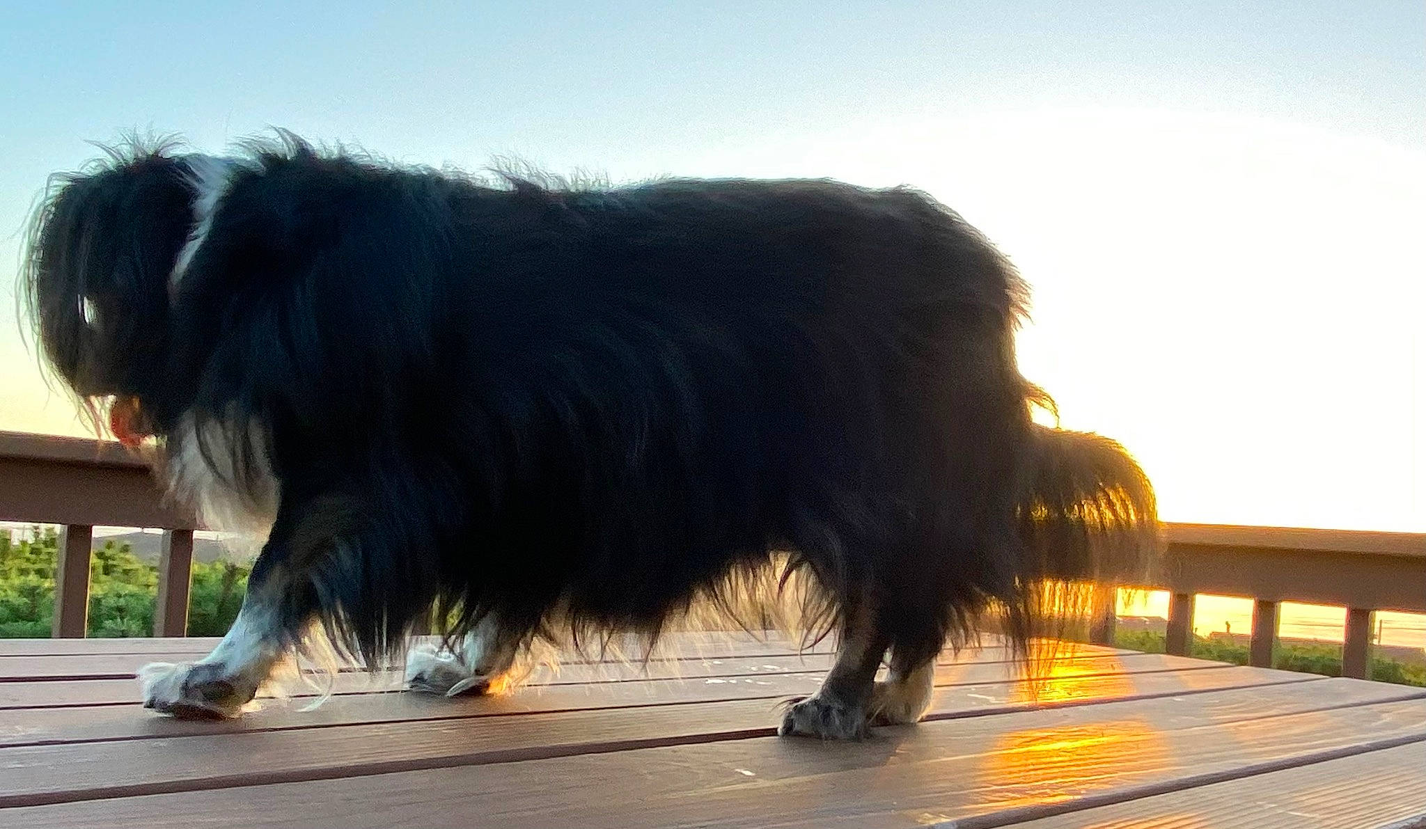 Ruby Roo joined the competition — help win amazing prizes! asphalt, bovine, bull, canidae, dog_breed, fur, landscape, livestock, ocean, ox, shadow, sky, snout, sporting_group, tail, terrestrial_animal, wildlife, working_animal, working_dog, yak