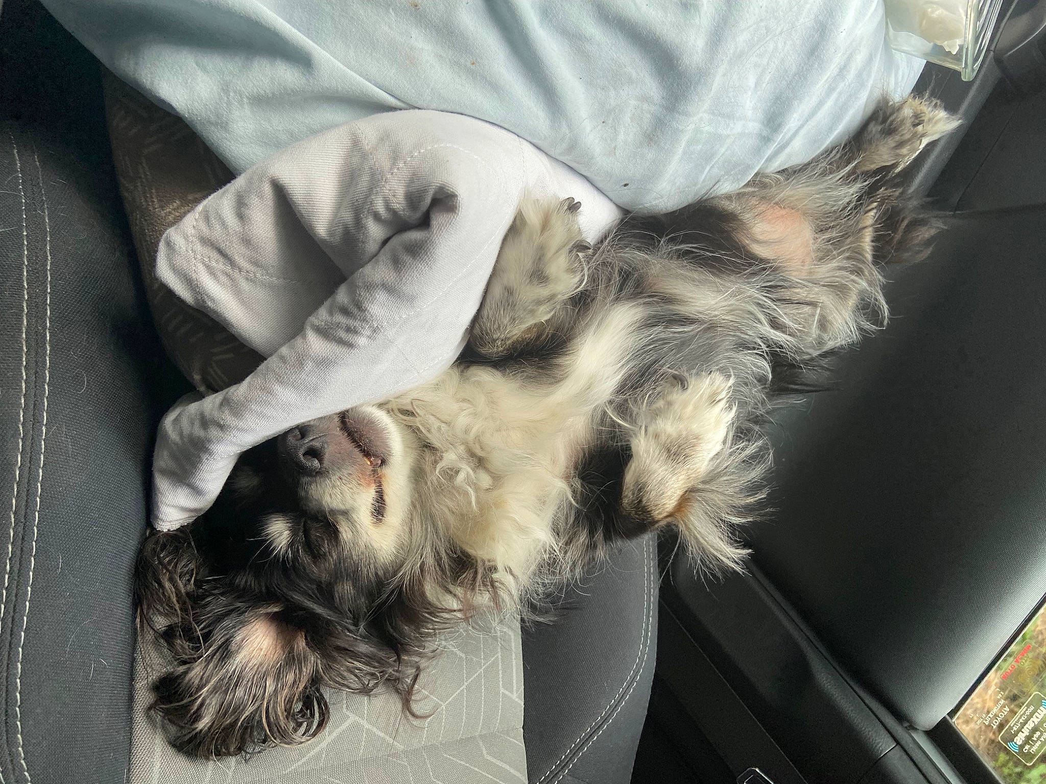 Ruby Roo is registered to the contest to win money with this photo: canidae, carnivore, comfort, companion_dog, dog, dog_breed, fur, gesture, paw, small_terrier, sporting_group, terrier