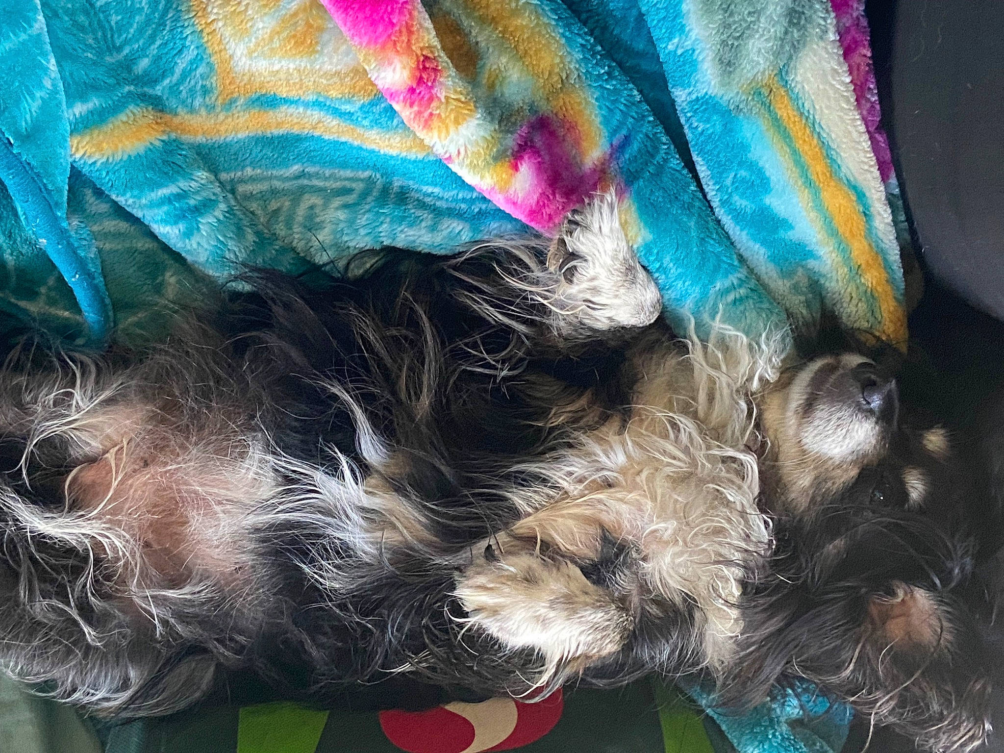 Ruby Roo is registered to the contest to win money with this photo: carnivore, collar, companion_dog, dog, dog_breed, dog_clothes, dog_collar, dog_supply, electric_blue, fashion_accessory, fawn, feather, fur, liver, pet_supply, snout, sporting_group, tail, toy_dog, wool