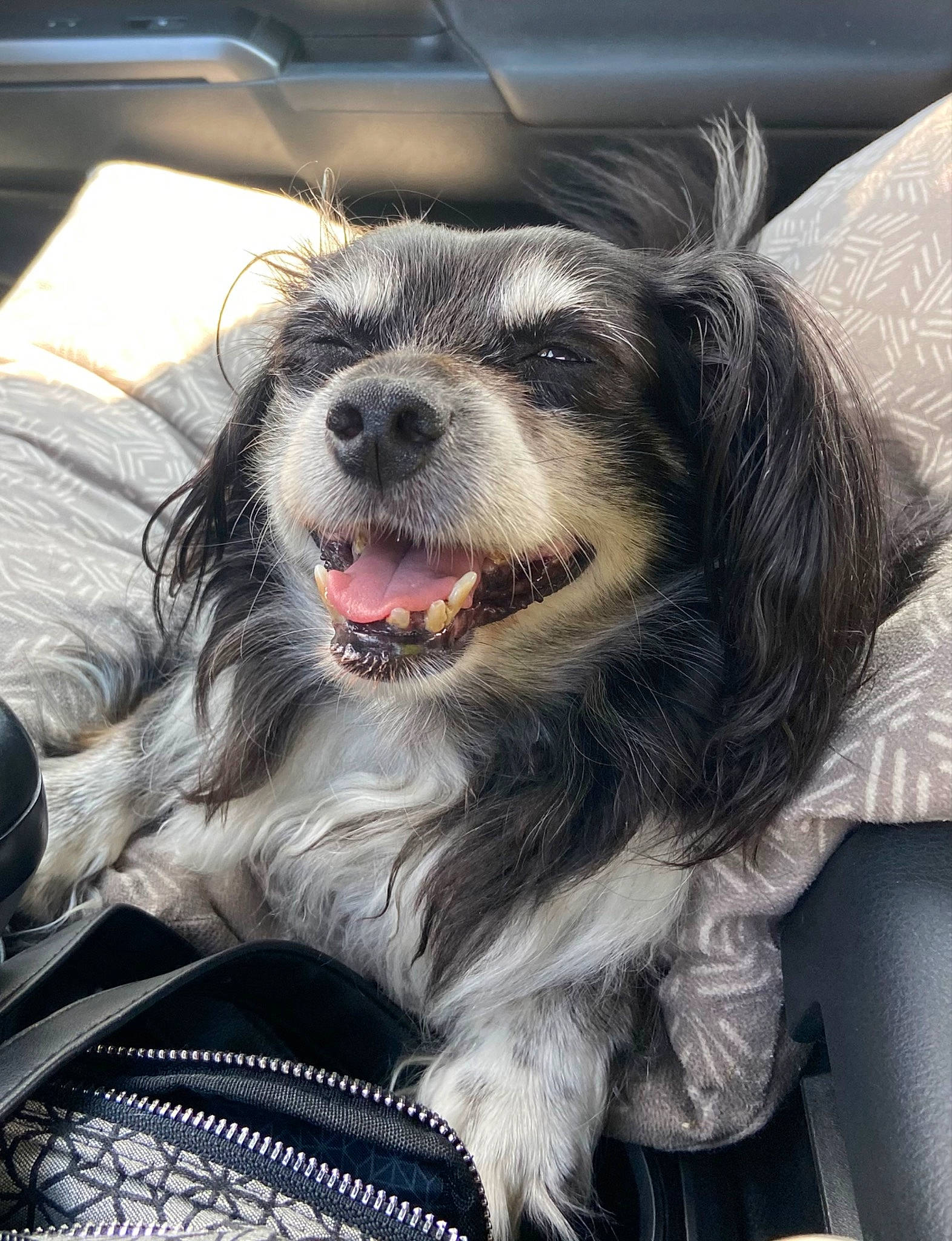 Ruby Roo is registered to the contest to win money with this photo: automotive_tire, canidae, carnivore, companion_dog, dog, dog_breed, eyewear, fang, fur, happy, love, metal, paw, smile, snout, sporting_group, toy_dog, whiskers, working_dog, yawn