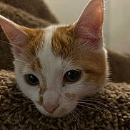 Bobby joined the competition — help win amazing prizes! cat, kitten, orange_and_white, close_up, whiskers, ears, eyes, nose, blanket, knitted, cozy, soft_lighting, indoor, pet, feline, resting, cute, young, fur, animal