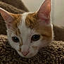 cat, kitten, orange_and_white, close_up, whiskers, ears, eyes, nose, blanket, knitted, cozy, soft_lighting, indoor, pet, feline, resting, cute, young, fur, animal