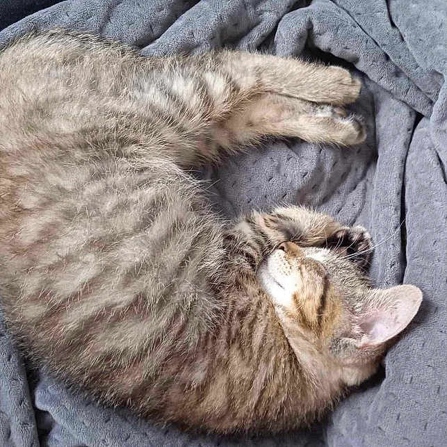 Rayou participe au concours pour gagner de l'argent avec cette photo : abyssinian, animal, blanket, cat, egyptiancat, furniture, homedecor, kitten, laundry, linen, person, pet, quilt, sleeping