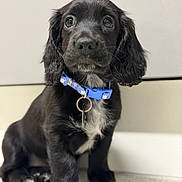 Winnie is registered to the contest to win money with this photo: puppy, dog, black_fur, collar, blue_collar, sitting, floor, indoor, pet, cute, young_dog, animal, whiskers, ears, nose, eyes, fur, portrait, domestic_animal, companion