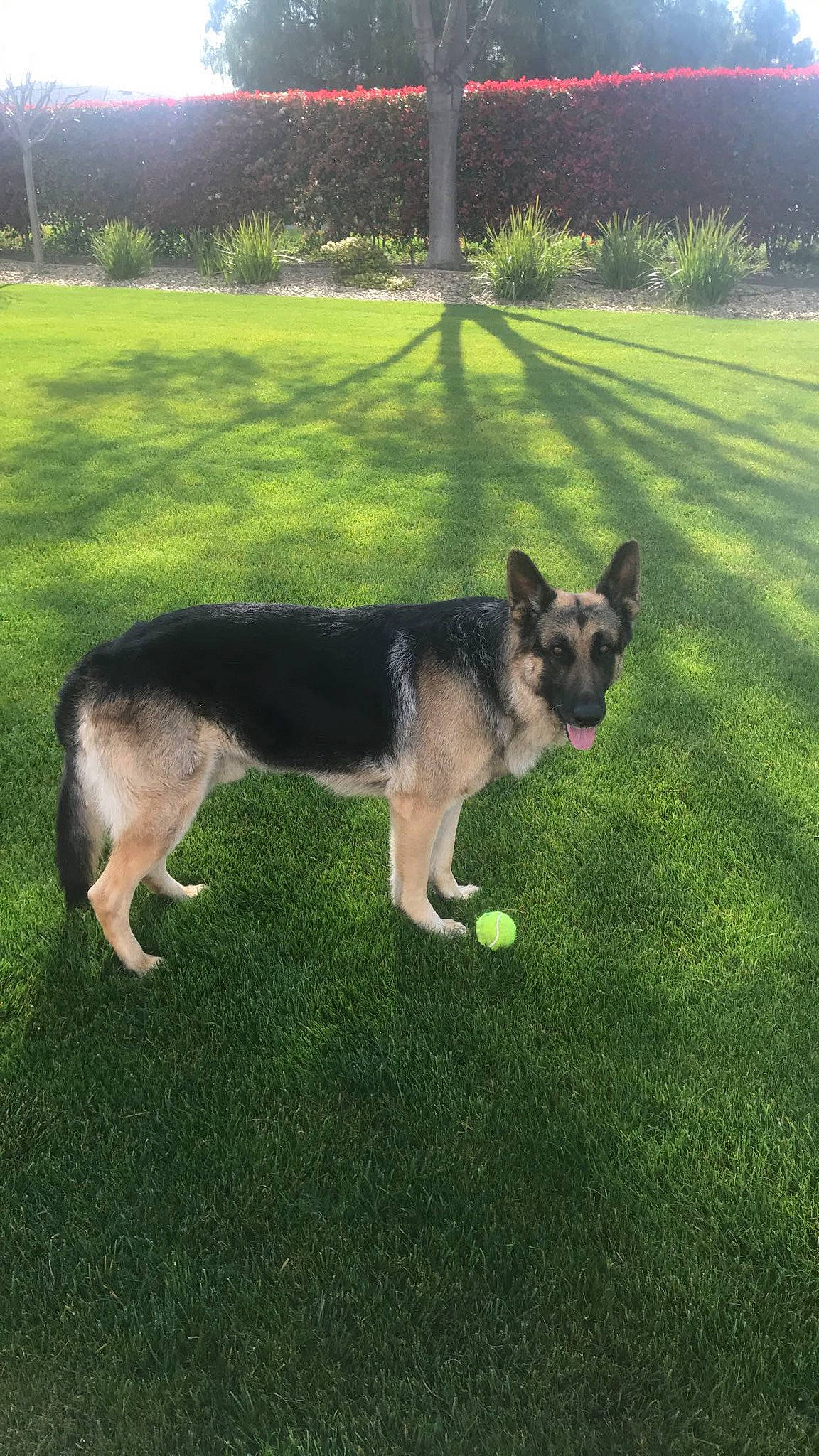 Zeus joined the competition — help win amazing prizes! canidae, carnivore, companion_dog, dog, dog_breed, door, german_shepherd_dog, grass, herding_dog, lawn, plant, shade, shadow, snout, sporting_group, tail, tints_and_shades, tree, working_animal, working_dog