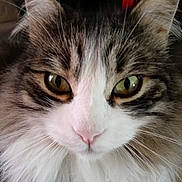 Stormy is registered to the contest to win money with this photo: cat, close_up, fluffy, whiskers, green_eyes, long_hair, domestic_cat, face, nose, ears, portrait, pet, fur, macro, gaze, indoor, cute, muzzle, pupil, soft_texture