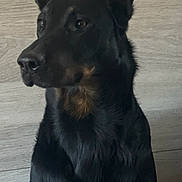 Una participe au concours pour gagner de l'argent avec cette photo : dog, black_dog, tan_markings, alert, sitting, portrait, ears_up, wooden_background, pet, canine, indoor, calm, attentive, fur, animal, companion, looking_away, domestic_animal, mammal, friendly