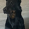 dog, black_dog, tan_markings, alert, sitting, portrait, ears_up, wooden_background, pet, canine, indoor, calm, attentive, fur, animal, companion, looking_away, domestic_animal, mammal, friendly