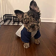 Tai joined the competition — help win amazing prizes! puppy, dog, pet, indoor, floor, wooden_floor, blue_shirt, gray_shirt, ears, face, curious, cute, animal, young_dog, pet_accessory, food_bowl, checkered_mat, home, domestic, tilted_head