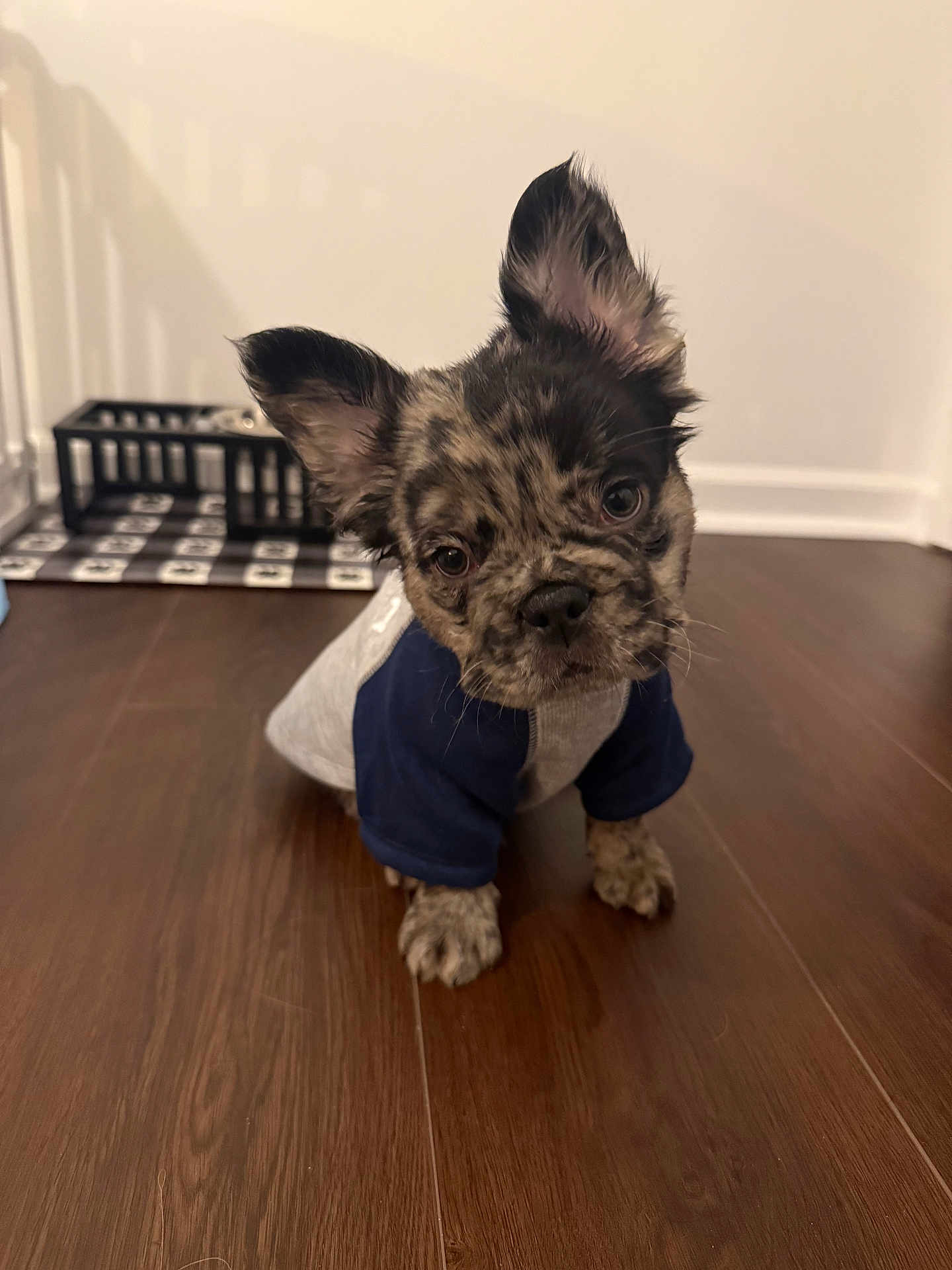 Tai joined the competition — help win amazing prizes! puppy, dog, pet, indoor, floor, wooden_floor, blue_shirt, gray_shirt, ears, face, curious, cute, animal, young_dog, pet_accessory, food_bowl, checkered_mat, home, domestic, tilted_head