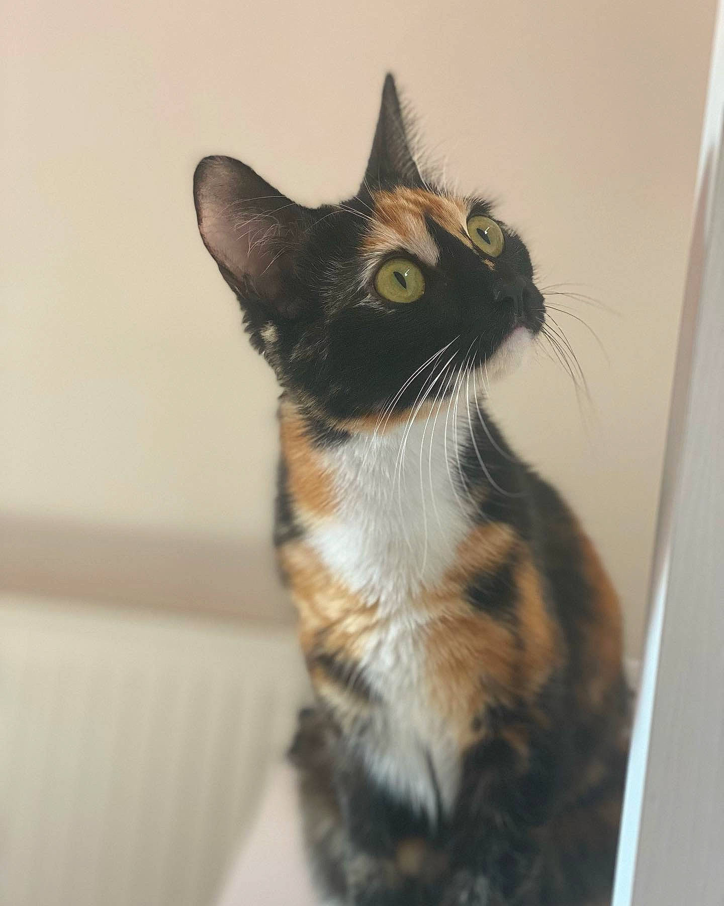 Nami a rejoint le concours — aidez-le/la à gagner de superbes lots ! carnivore, cat, domestic_short_haired_cat, eye, felidae, fur, paw, small_to_medium_sized_cats, snout, tail, terrestrial_animal, whiskers, window