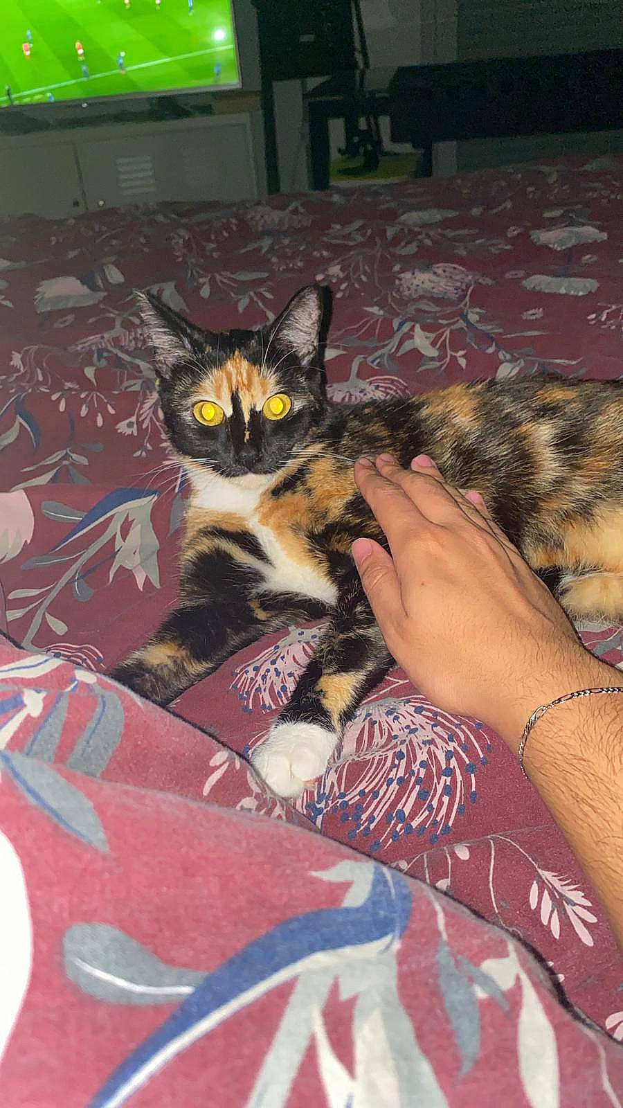 Nami a rejoint le concours — aidez-le/la à gagner de superbes lots ! carnivore, cat, comfort, couch, domestic_short_haired_cat, fawn, felidae, flooring, fur, human_leg, lap, linens, nail, paw, room, small_to_medium_sized_cats, tail, thigh, tree, whiskers