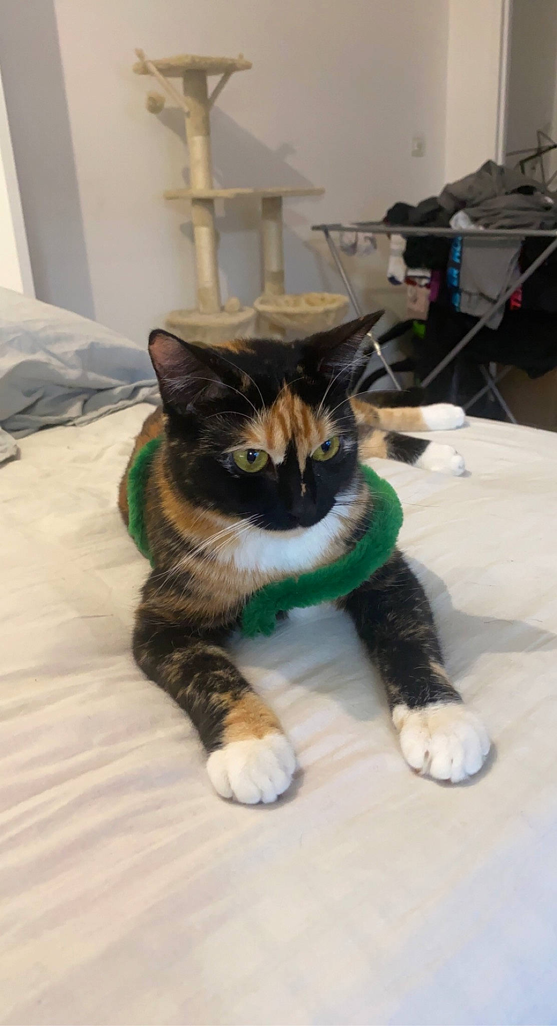 Nami a rejoint le concours — aidez-le/la à gagner de superbes lots ! bed, black_cat, canidae, carnivore, cat, claw, comfort, domestic_short_haired_cat, felidae, fur, linens, paw, room, sitting, small_to_medium_sized_cats, snout, stuffed_toy, tail, toy, whiskers