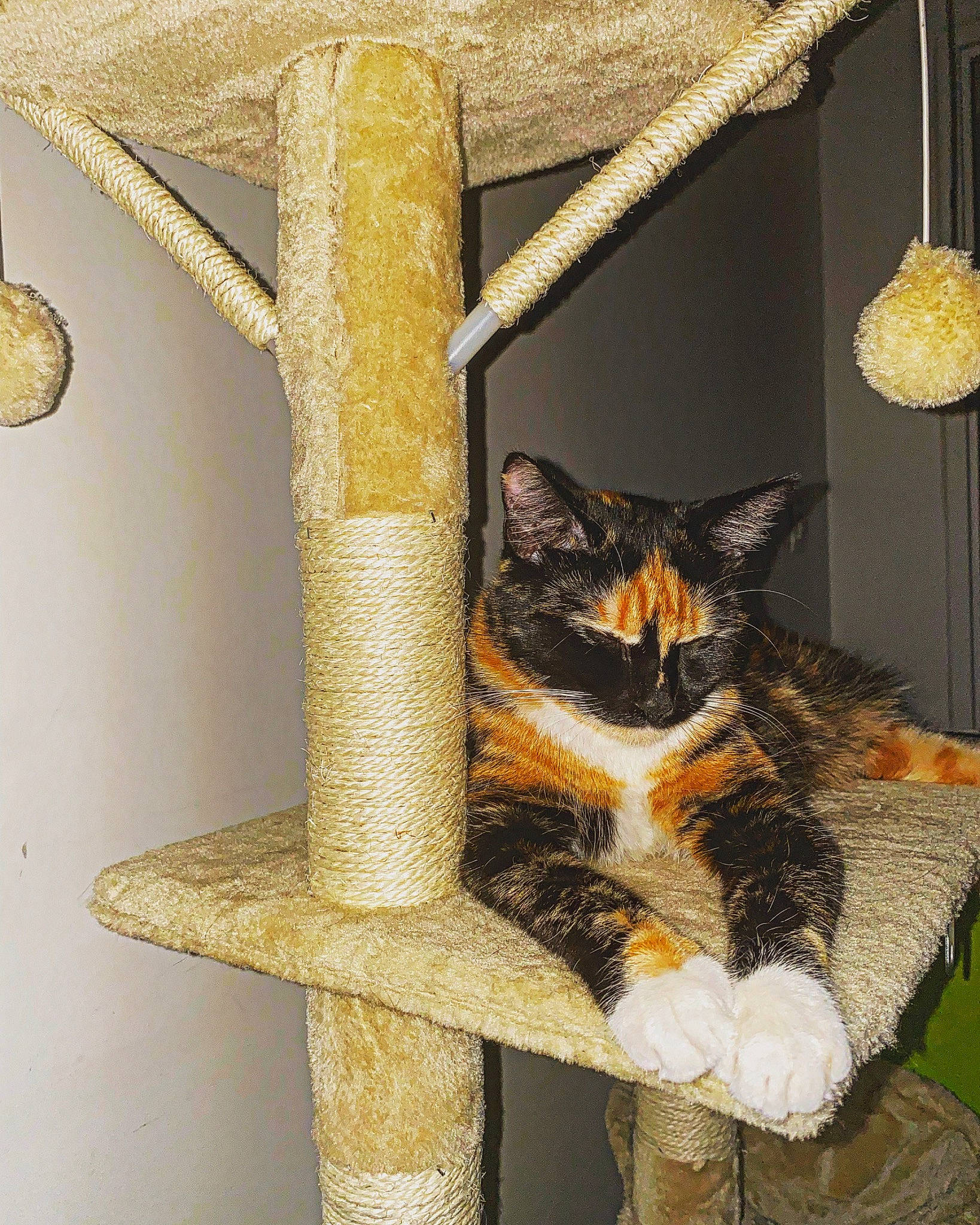 Nami participe au concours pour gagner de l'argent avec cette photo : art, carnivore, cat, cat_supply, chair, domestic_short_haired_cat, felidae, flowerpot, fur, metal, pet_supply, room, shelf, small_to_medium_sized_cats, tail, tree, twig, whiskers, window, wood