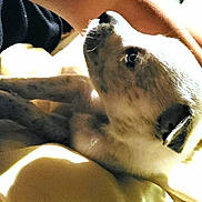 Puddle is registered to the contest to win money with this photo: dog, pet, close_up, indoor, bed, blanket, animal, canine, fur, face, snout, ear, resting, comfort, warm_light, human_arm, cozy, domestic, cute, looking_up