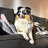 Alice is registered to the contest to win money with this photo: alert, animal, black_fur, blanket, blue_eyes, brown_markings, couch, cozy, dog, fluffy, fur, indoors, living_room, pet, photography, portrait, puppy, sitting, tricolor, white_chest