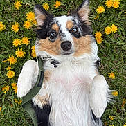 Alice joined the competition — help win amazing prizes! adorable, animal, belly_up, black_white, blue_eyes, brown_markings, close_up, dandelions, dog, fluffy, garden, grass, harness, lying_down, outdoors, pet, portrait, puppy, raised_paws, yellow_flowers