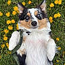 adorable, animal, belly_up, black_white, blue_eyes, brown_markings, close_up, dandelions, dog, fluffy, garden, grass, harness, lying_down, outdoors, pet, portrait, puppy, raised_paws, yellow_flowers