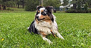 Alice is registered to the contest to win money with this photo: animal, australian_shepherd, blue_eyes, dandelions, dog, fluffy, grass, happy, lawn, long_hair, lying_down, nature, outdoors, park, pet, pine_trees, sitting, stick, trees, tri_color