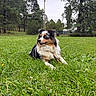 animal, australian_shepherd, blue_eyes, dandelions, dog, fluffy, grass, happy, lawn, long_hair, lying_down, nature, outdoors, park, pet, pine_trees, sitting, stick, trees, tri_color