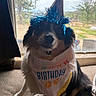 Alice joined the competition — help win amazing prizes! birthday, birthday_text, blue, brown, celebration, collar, costume, couch, dog, fluffy, indoors, party_bib, party_hat, pet, portrait, seated, tinsel, tricolor, white, window