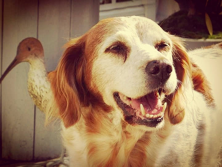 Laidy participe au concours pour gagner de l'argent avec cette photo : ancient_dog_breeds, canidae, carnivore, companion_dog, dog, dog_breed, fang, fawn, fur, gun_dog, happy, pet_supply, retriever, shout, smile, snout, sporting_group, tree, whiskers, working_dog