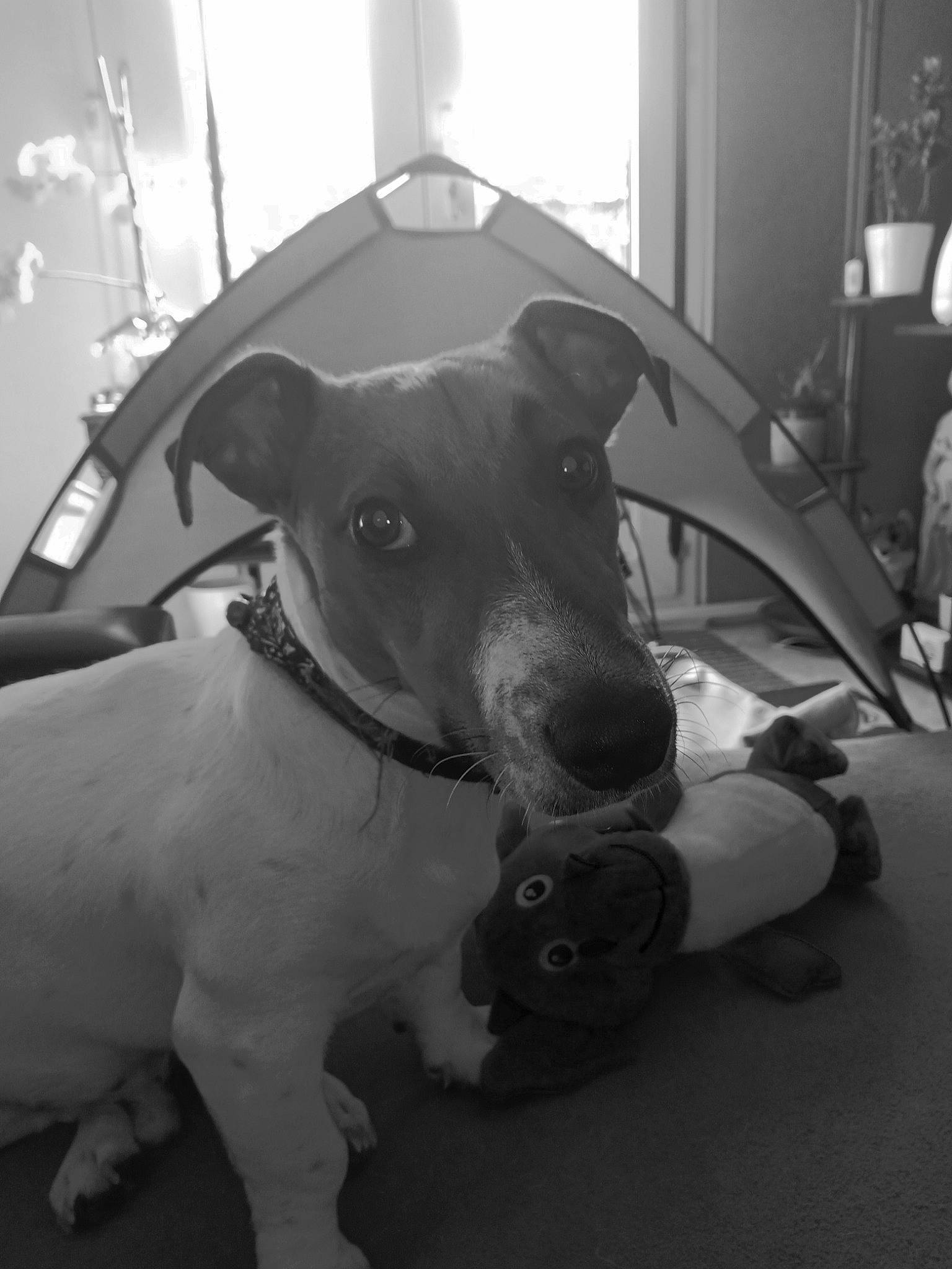 Snoopy a rejoint le concours — aidez-le/la à gagner de superbes lots ! canidae, carnivore, collar, companion_dog, dog, dog_breed, dog_collar, dog_supply, fawn, grey, guard_dog, leash, monochrome, monochrome_photography, pet_supply, snout, sporting_group, style, whiskers, working_animal