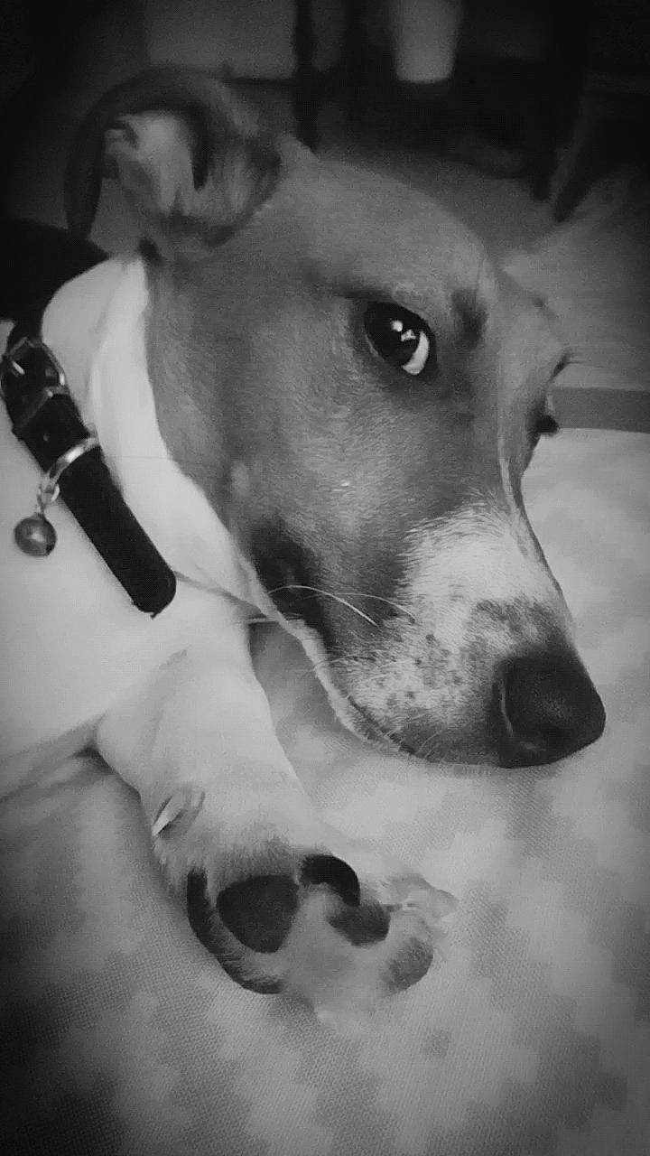 Snoopy a rejoint le concours — aidez-le/la à gagner de superbes lots ! black_and_white, canidae, carnivore, collar, companion_dog, dog, dog_breed, dog_collar, ear, gesture, jaw, monochrome, monochrome_photography, non_sporting_group, snout, sporting_group, still_life_photography, style, whiskers, working_animal