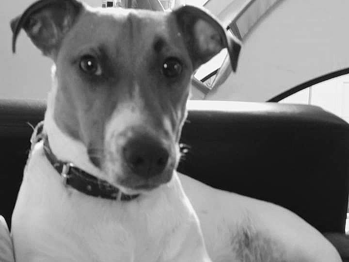 Snoopy a rejoint le concours — aidez-le/la à gagner de superbes lots ! canidae, carnivore, collar, companion_dog, dog, dog_breed, dog_collar, dog_supply, ear, eye, fawn, monochrome, monochrome_photography, pet_supply, snout, sporting_group, terrestrial_animal, whiskers, white, working_animal