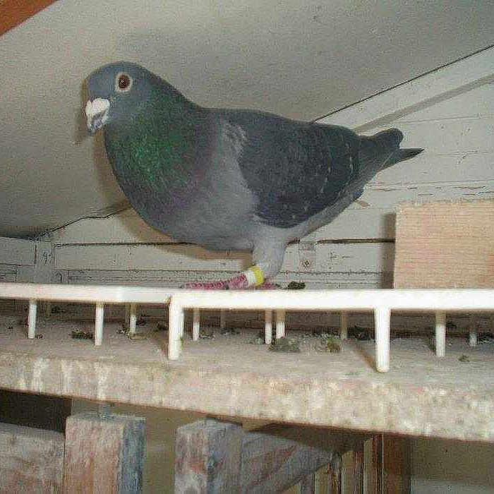 Grisous