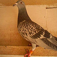 Grisous participe au concours pour gagner de l'argent avec cette photo :