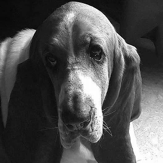 Jolie a rejoint le concours — aidez-le/la à gagner de superbes lots ! basset_hound, black, black_and_white, canidae, carnivore, coonhound, dog, dog_breed, ear, hound, hunting_dog, mammal, monochrome, rare_breed_dog, schweizer_laufhund, snout, sporting_group, vertebrate, whiskers